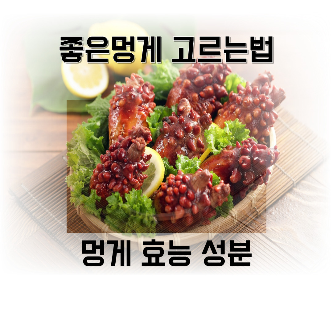 멍게 사진