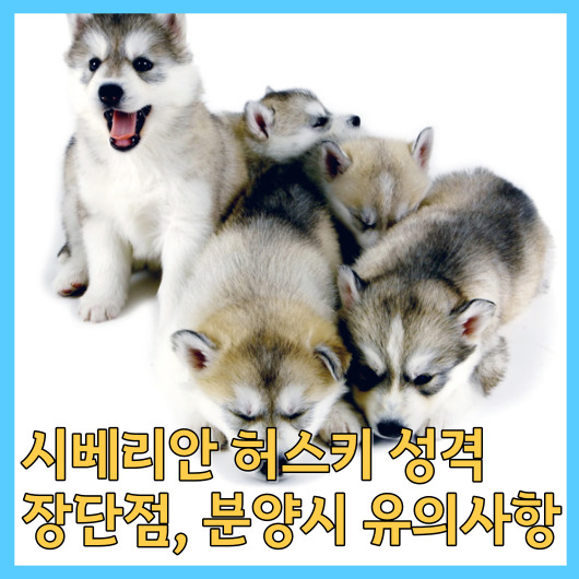  시베리안 허스키 성격, 장단점, 분양시 유의사항