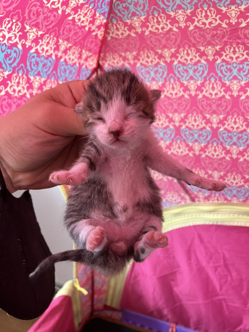 고양이-감