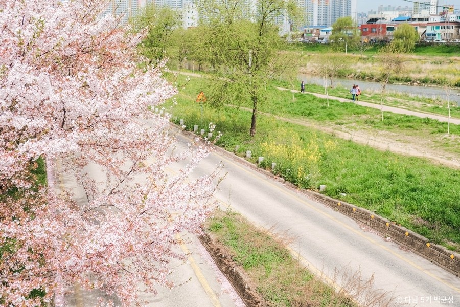 벚꽃 명소