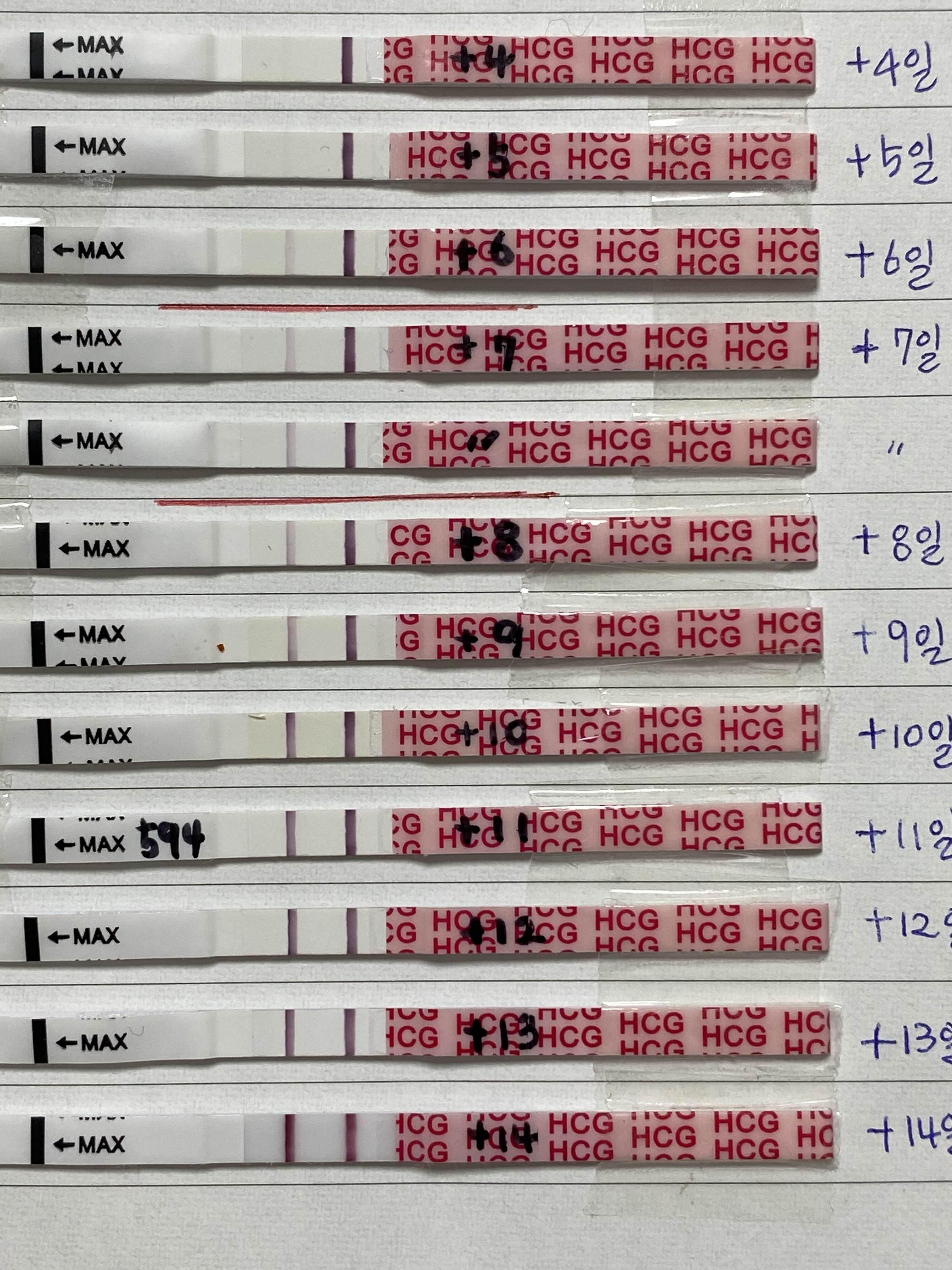 5일배양14일차