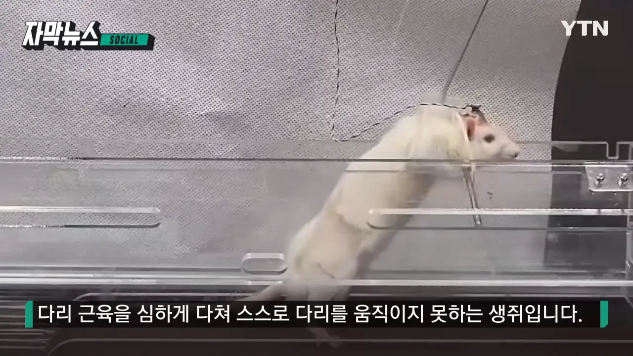 걷지 못하는 생쥐를 다시 걷게 만드는 기적같은 신소재