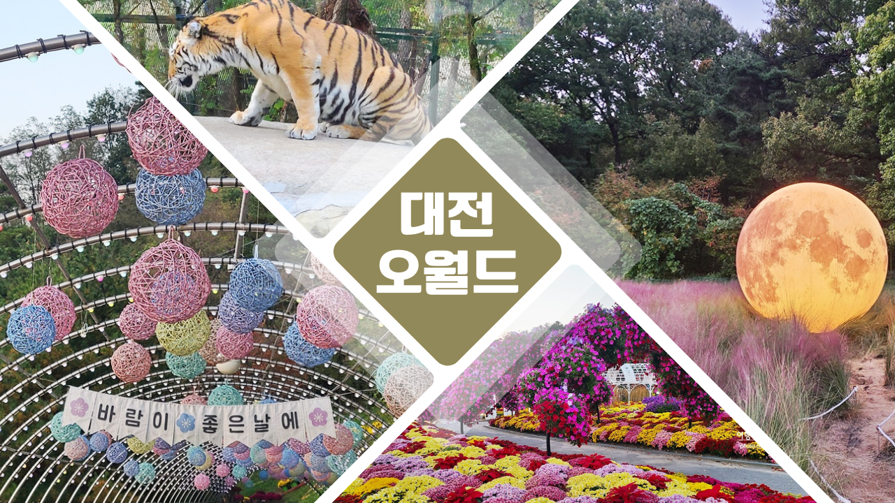 대전 오월드 입장권 할인 예약 방법 사파리 관람후기 나이트유니버스