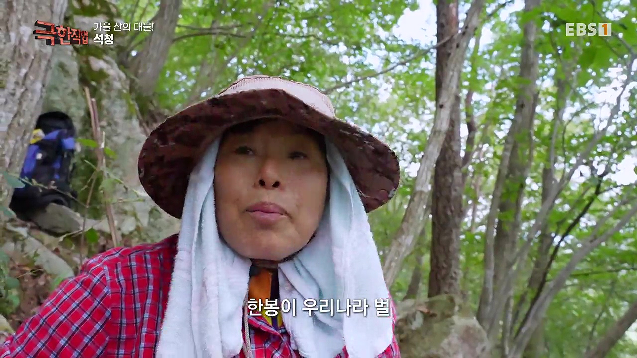 TV - 전 국민의 평생학교 EBS가을 산의 대물! 석청과 버섯.mp4_20230916_170713.497.jpg