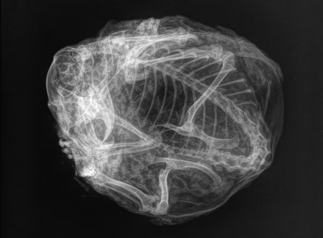 3만년 전 미라가 된 북극 땅다람쥐의 단단한 뼈가 보이는 X-레이 사진 모습이다.