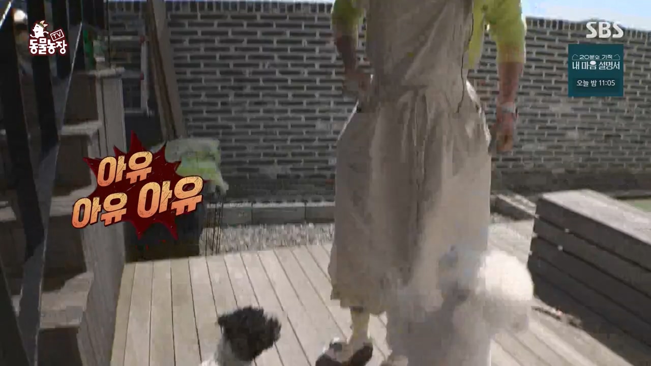 TV 동물농장.E1172.240520p-NEXT.mp4_20240519_165228.053.jpg