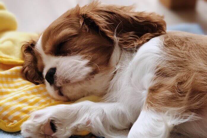 흰색과 황토색의 털을 가진 작은 개 한마리가 옆으로 누워 자고 있는 모습