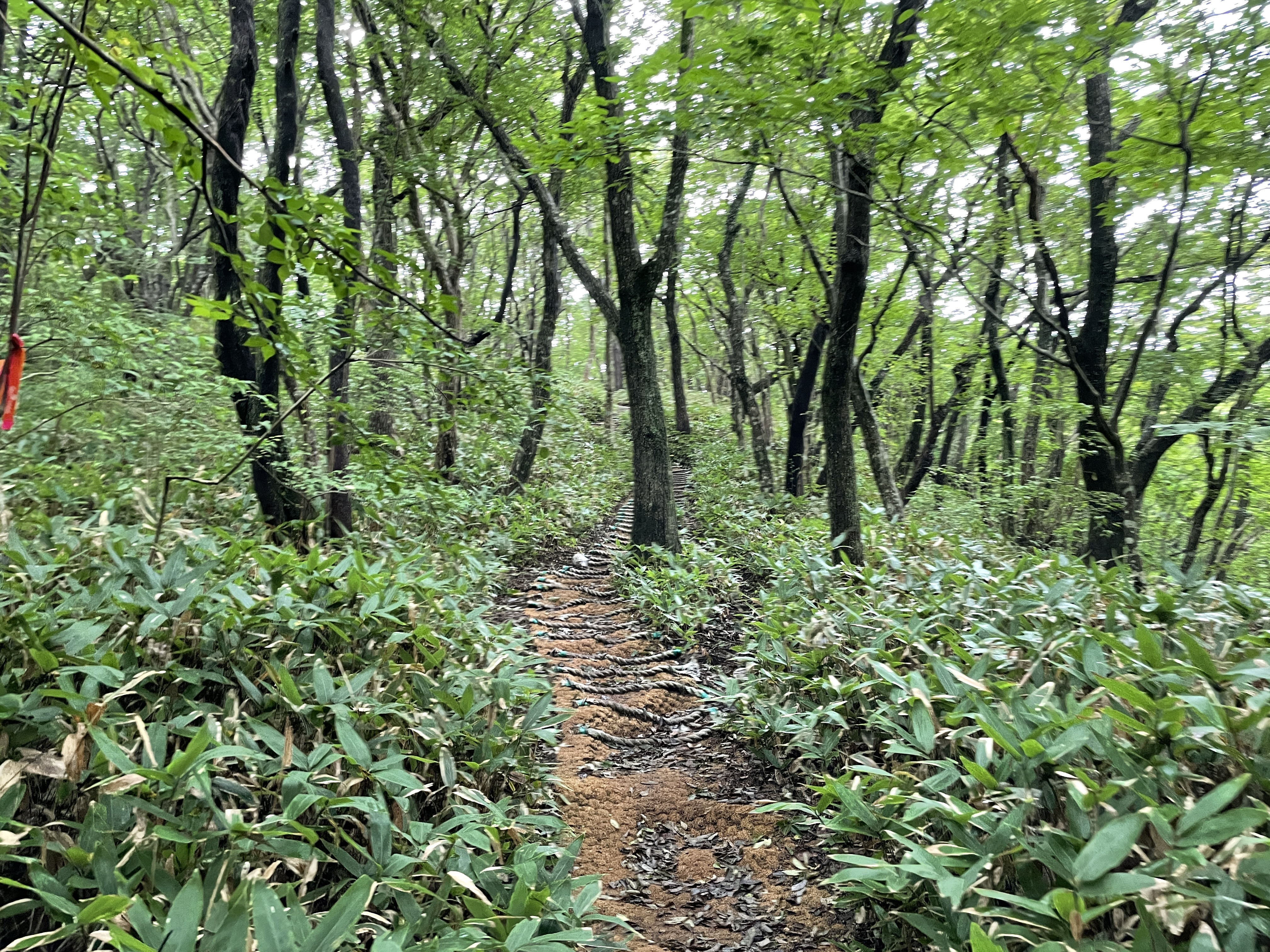 제주도여행-제주가볼만한곳-제주도걷기좋은숲길-삼다수숲길