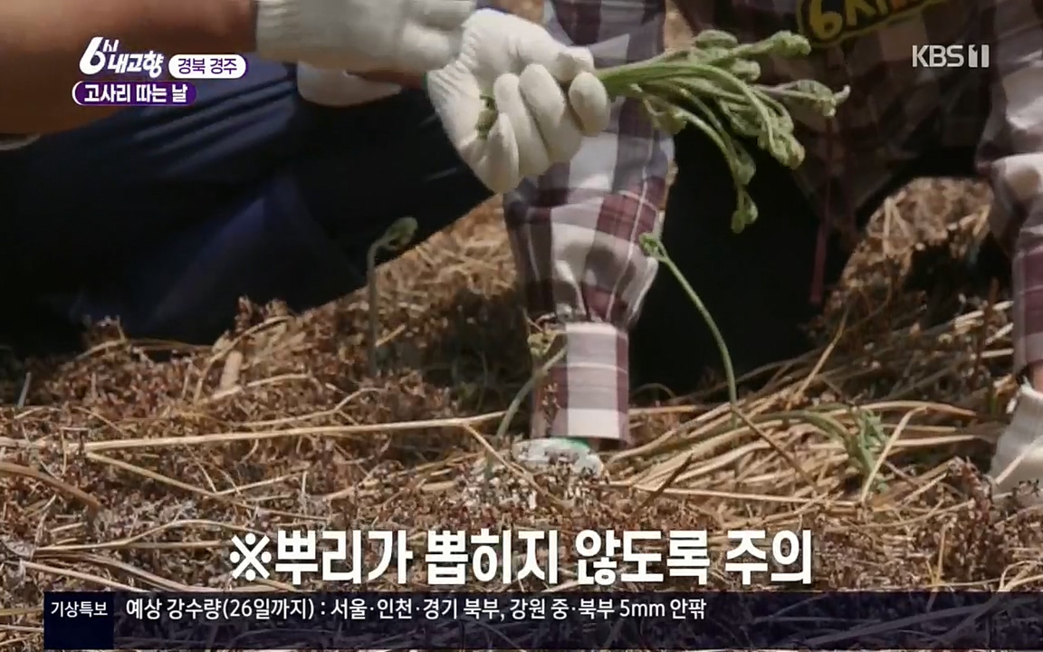 6시 내고향.E7518.220426p.H264-F1RST.mp4_20220504_185201.528.jpg