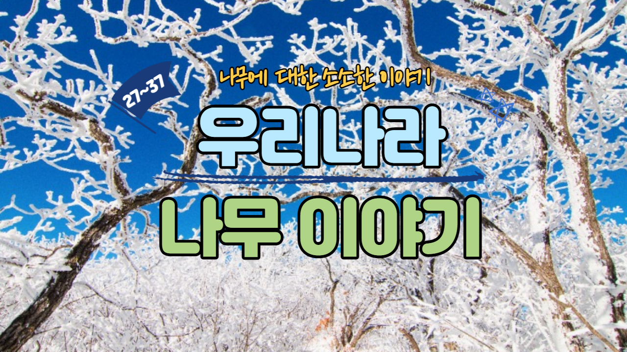  우리나라 나무이야기 (27~37)