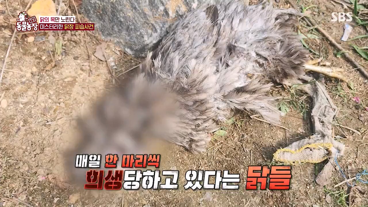 TV 동물농장.E1176.240617p-NEXT.mp4_20240616_171024.510.jpg