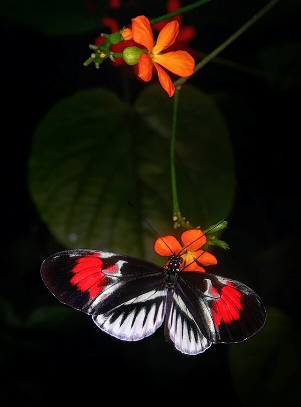 나비 나는 날개 꽃 꿈 꿈해몽 꿈풀이 3