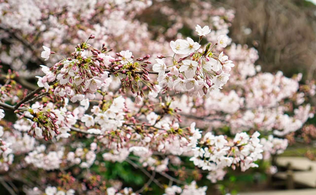 일본 벚꽃 개화시기 교토 청수사