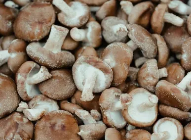 생표고버섯의 손질 방법과 보관 방법