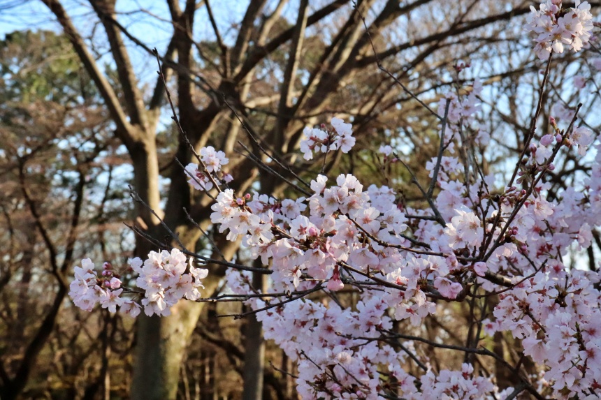요요기공원 벚꽃