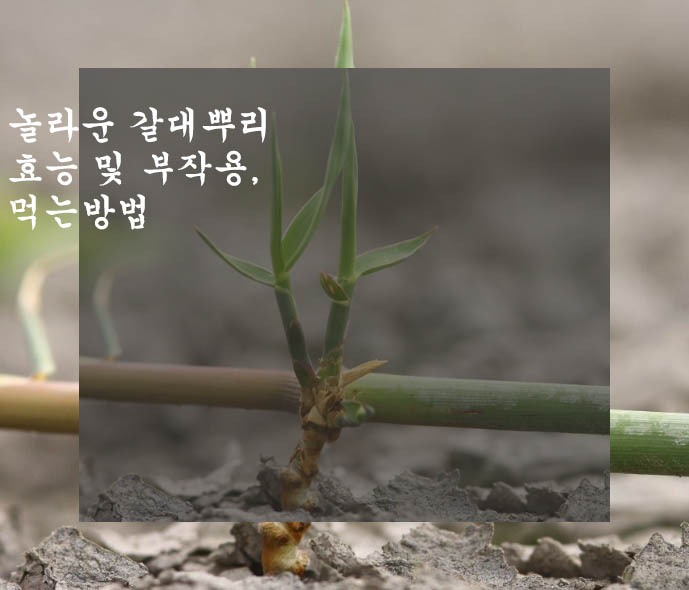  놀라운 갈대뿌리 효능 및 부작용, 먹는방법- 알아두면 좋아요!