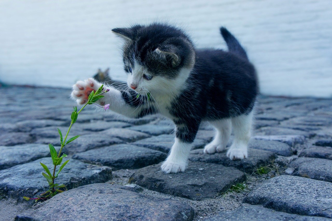고양이가-꽃에게-조롱당하는-모습