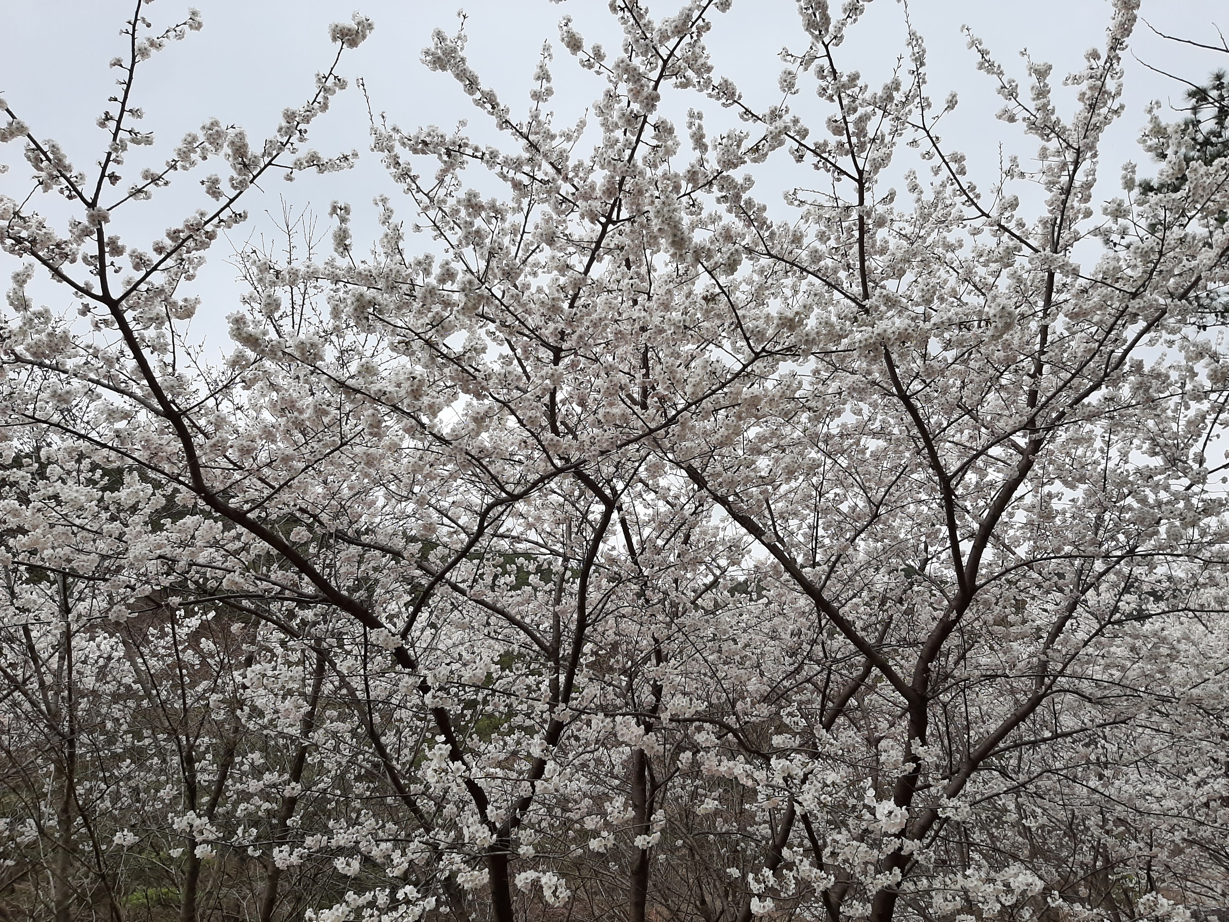 봄꽃 목련과 벚꽃이 한창입니다 / 꽃길만 걸으면 (03/23/22) 37