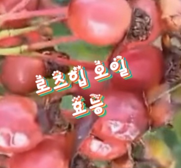 로즈힙-오일-효능