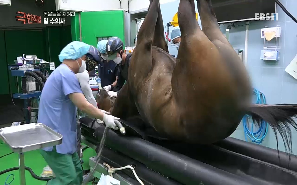 TV - 교육의 중심 EBS동물들을 지켜라, 수의사와 유기 동물 구조팀.mp4_20220913_200142.514.jpg