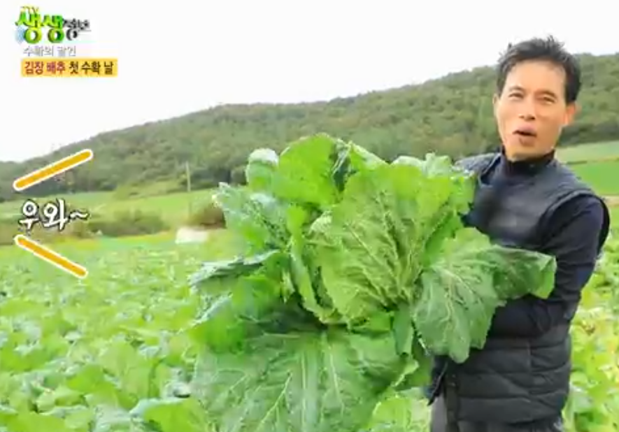 솔바위농장 해남배추