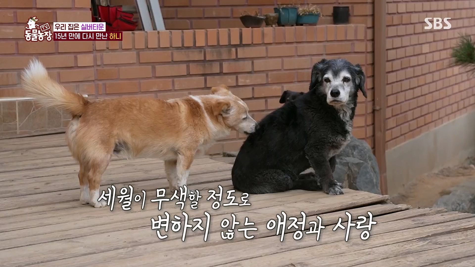 TV 동물농장.E1115.230409p.H264-F1RST.mp4_20230409_173051.196.jpg