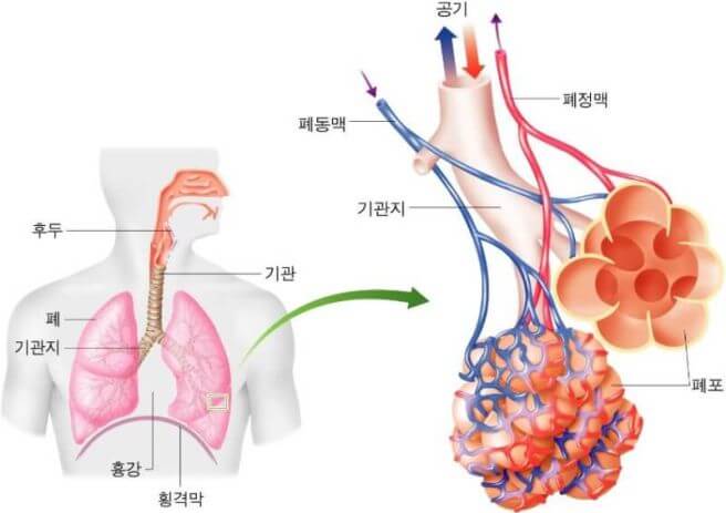 폐렴 증상