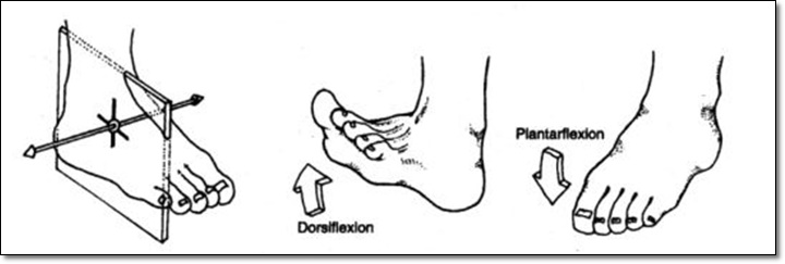 발의 시상면에서 일어나는 발의 움직임을 나타낸 그림
