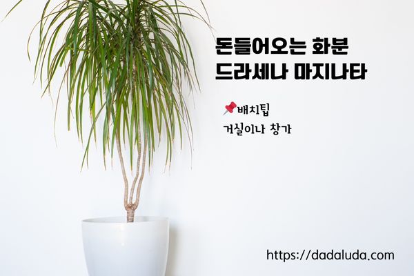 돈들어오는 화분 10가지 배치팁