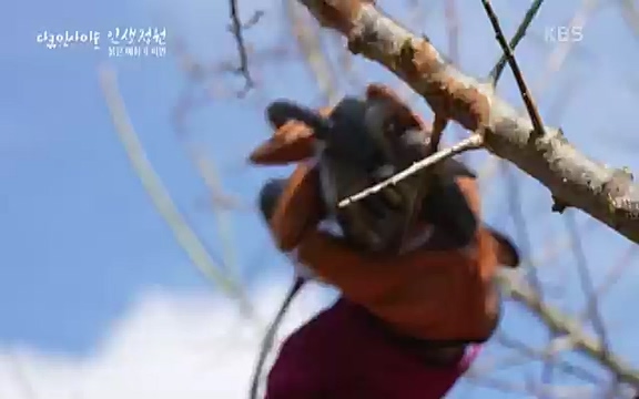 다큐 인사이트 - KBS인생정원 - 붉은 매화가 피면] 봄이면 가장 먼저, 그리고 가장 붉게 피어나는 강인한 소성의 매화.ts_20220818_205147.172.jpg