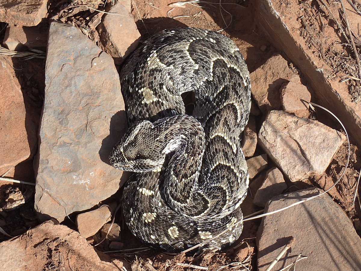 [파충류] 뻐끔살무사 Bitis arietans