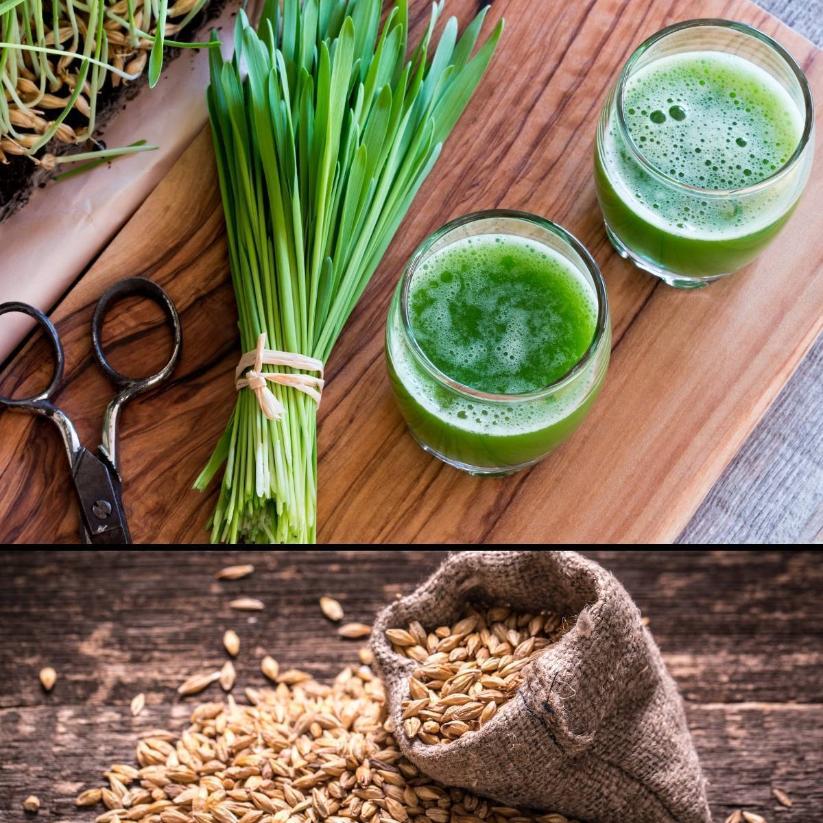 보리싹 싹의 7가지 효능과 부작용 7