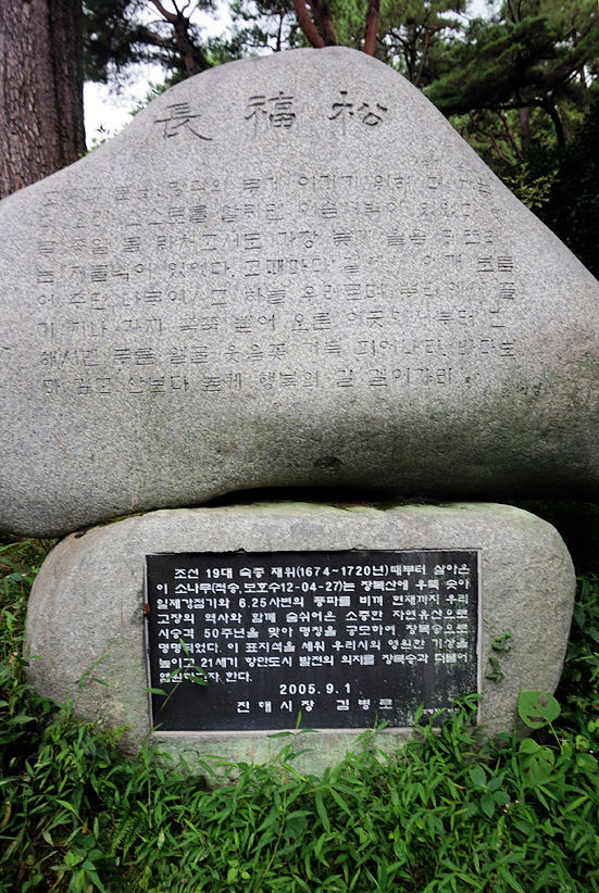 소나무송 이미지