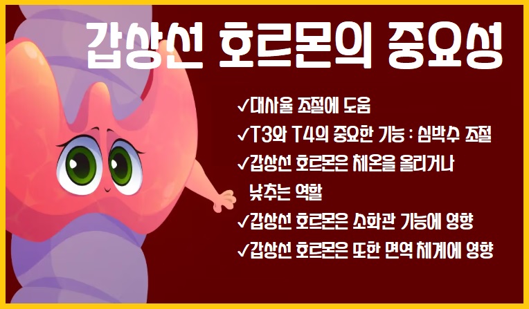 갑상선 호르몬 중요성