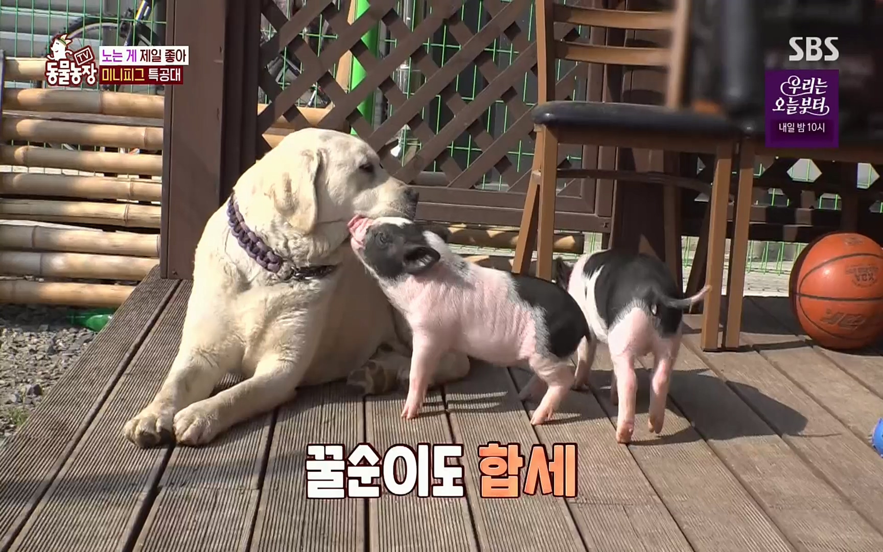TV 동물농장.E1069.220515p.H264-F1RST.mp4_20220515_181242.180.jpg