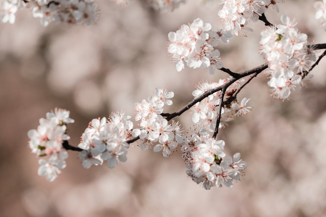 Plum blossom