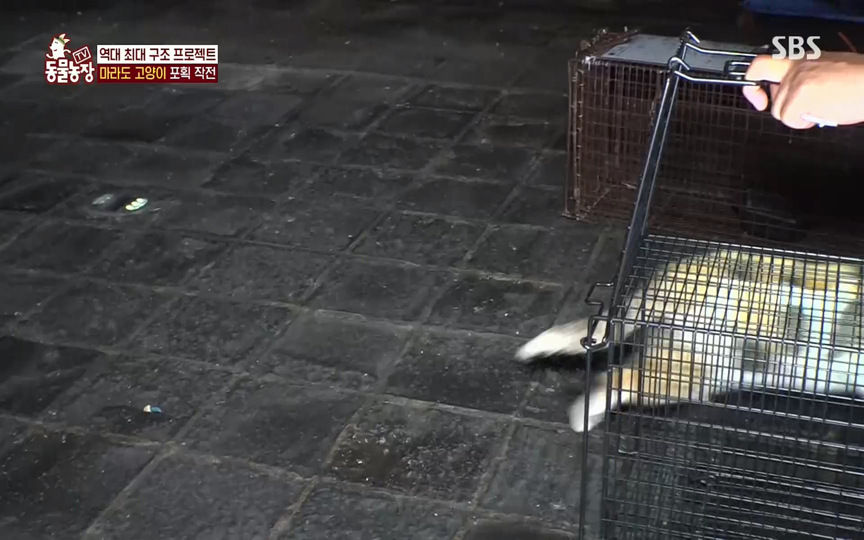 TV 동물농장.E1077.220710p.H264-F1RST.mp4_20220710_175432.743.jpg