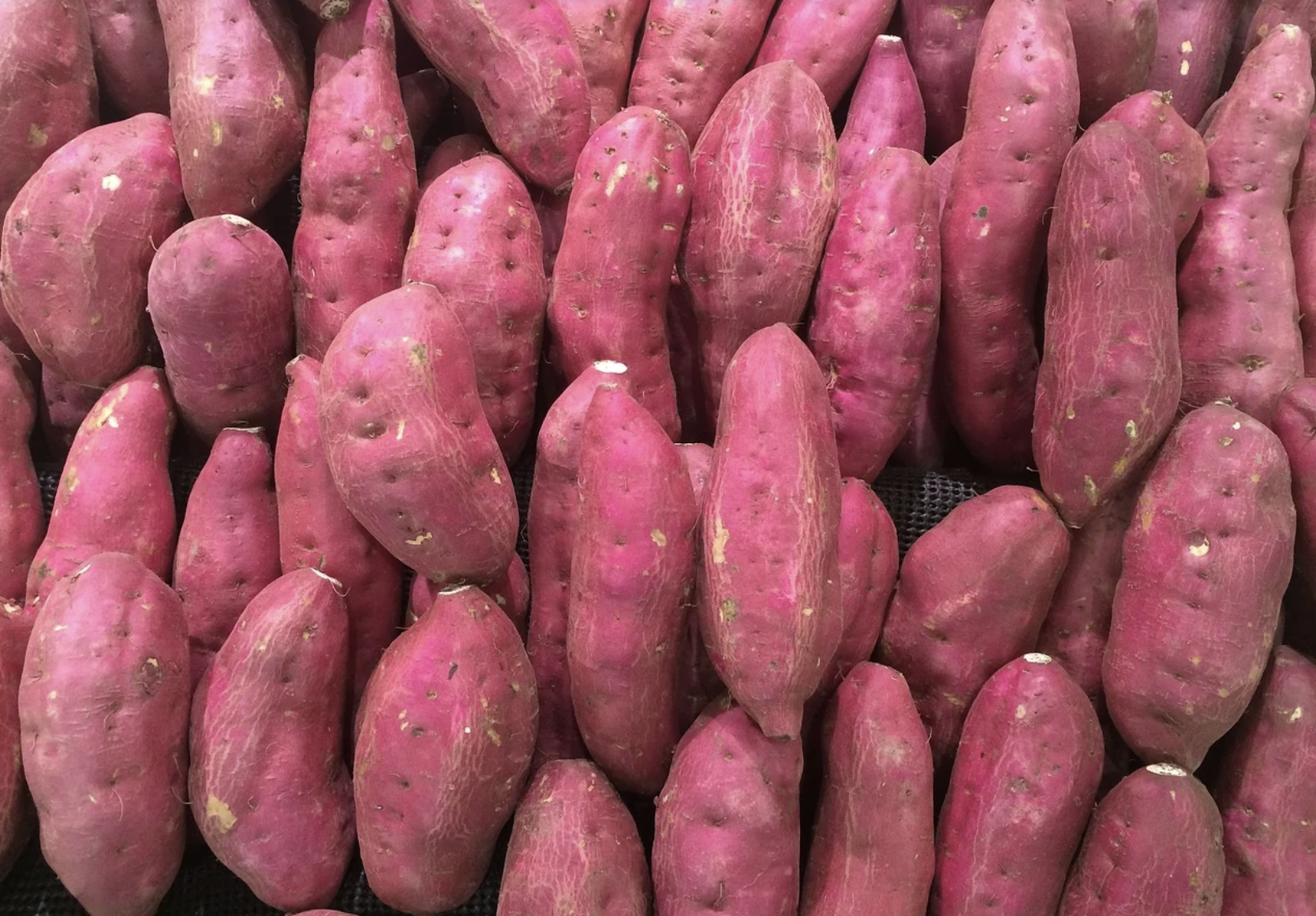  초스피드로 고구마 맛있게 익혀 쪄 먹는 방법