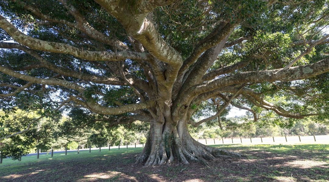 Fig tree