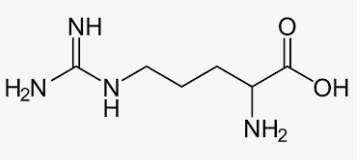 아르기닌 효능