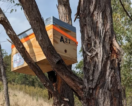 Alarm Bells Varroa Mite Threatens Existence of Feral Bees in Australia