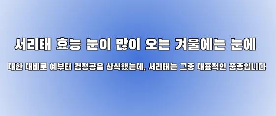  서리태 효능 눈이 많이 오는 겨울에는 눈에 대한 대비로 예부터 검정콩을 상식했는데, 서리태는 그중 대표적인 품종입니다