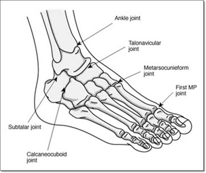 발과 발목을 구성하는 관절이 나와있는 그림
