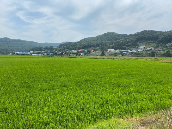 신시모도 배경