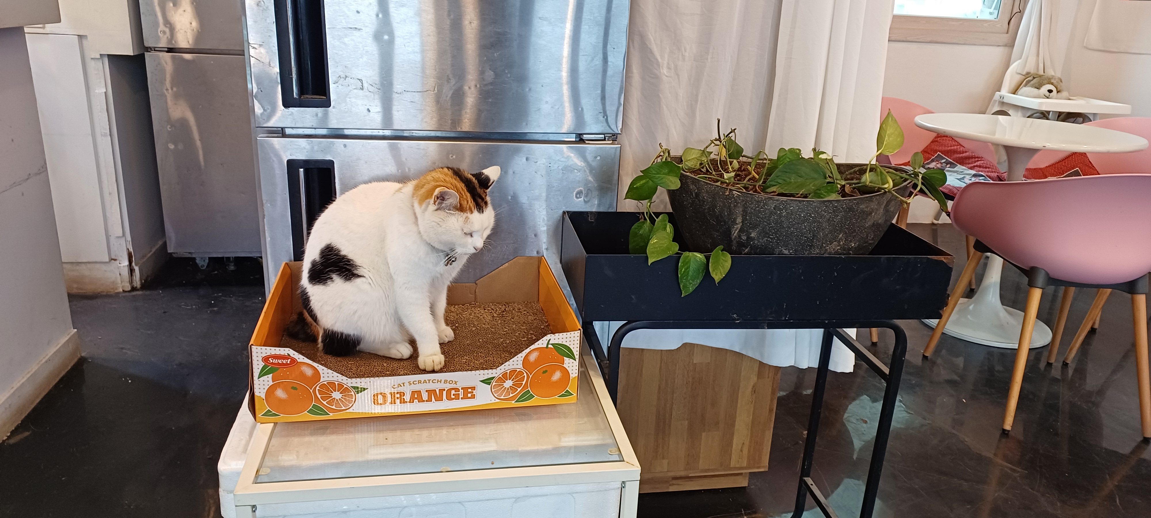 카페고양이