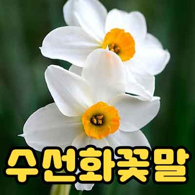 수선화 꽃말