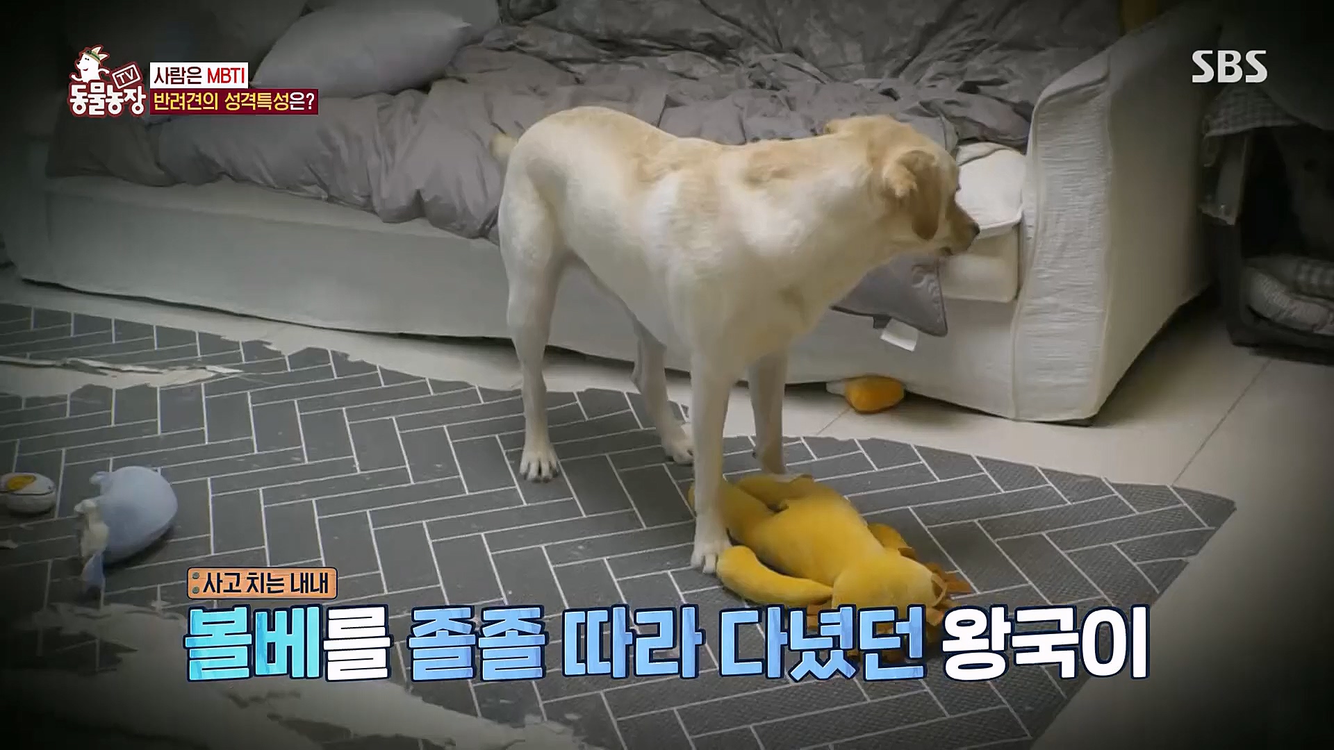 TV 동물농장.E1106.230129p.H264-F1RST.mp4_20230130_192731.195.jpg