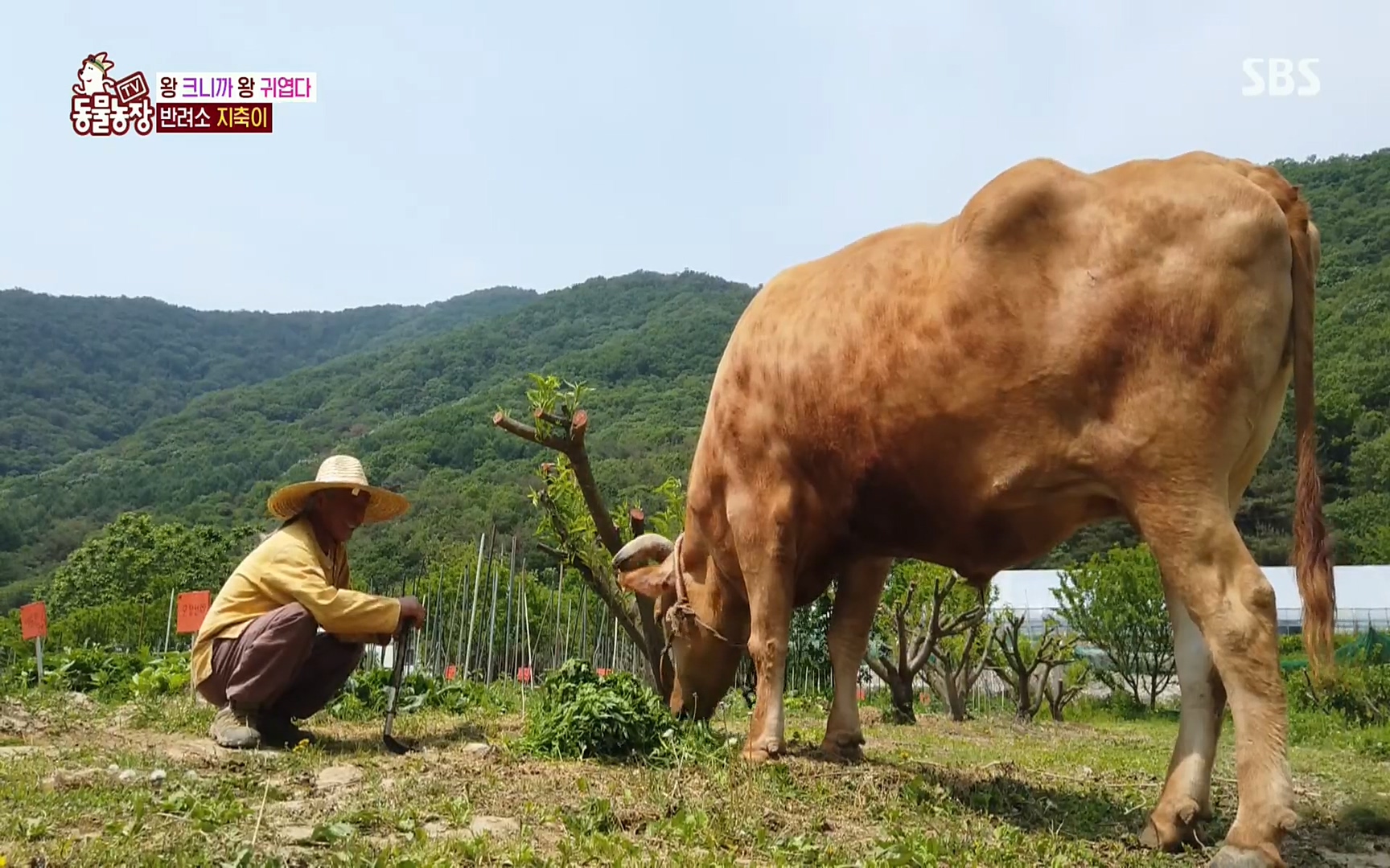 TV 동물농장.E1074.220619p.H264-F1RST.mp4_20220619_181109.445.jpg