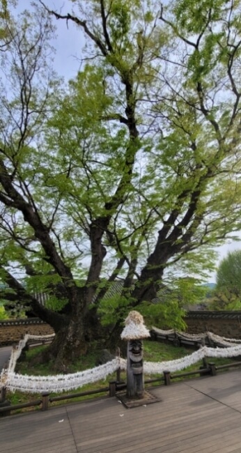 소원-나무