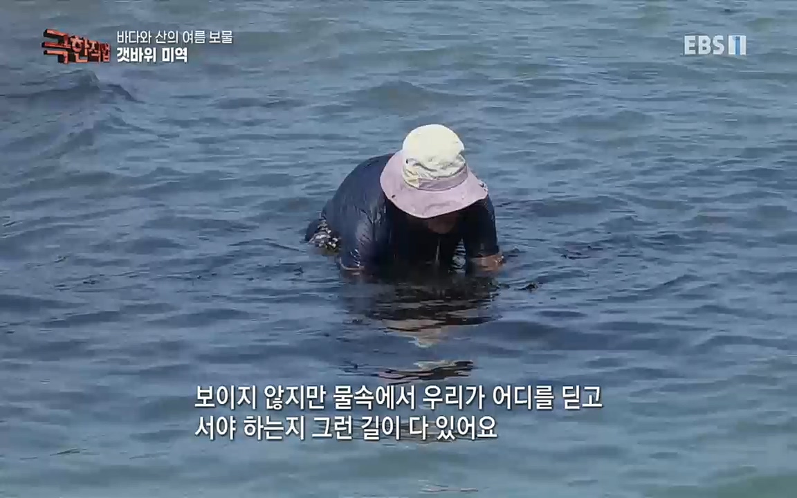 TV - 교육의 중심 EBS바다와 산의 여름 보물, 갯바위 미역 & 꽃송이버섯.mp4_20220828_145310.619.jpg